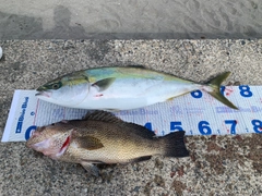 ブリの釣果