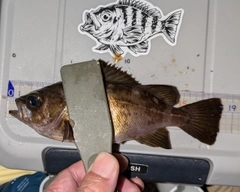 メバルの釣果