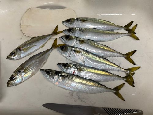 サバの釣果