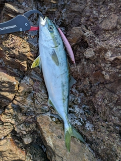 フクラギの釣果