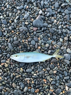 コゾクラの釣果