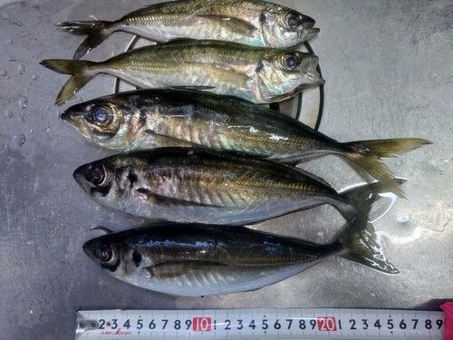 アジの釣果