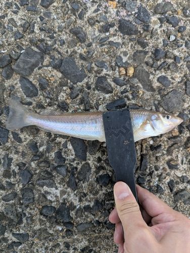 キスの釣果