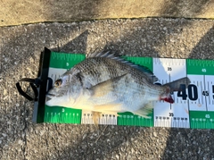 キビレの釣果