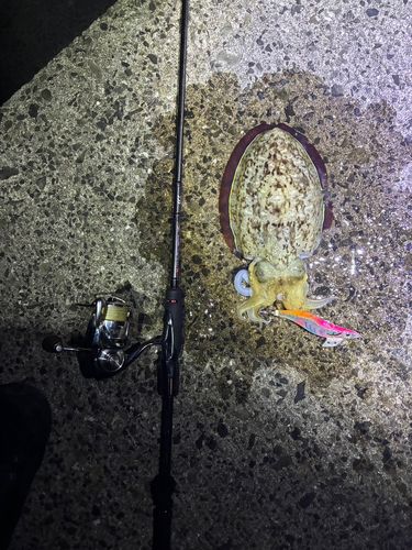 コウイカの釣果
