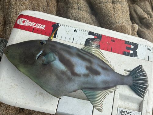 ウマヅラハギの釣果