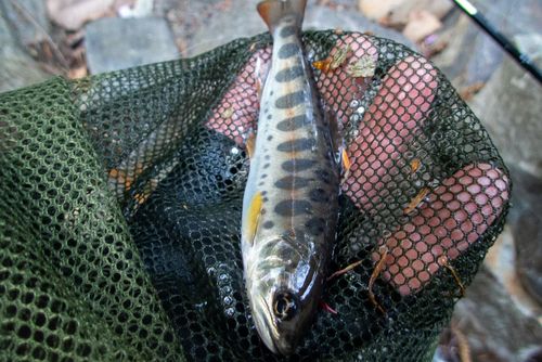 ヤマメの釣果
