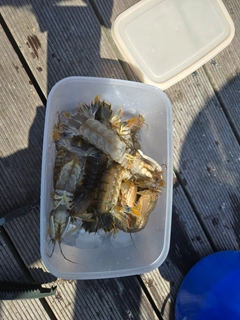シャコエビの釣果