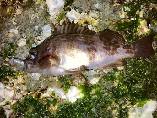 メバルの釣果