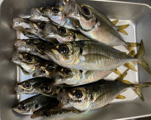 アジの釣果