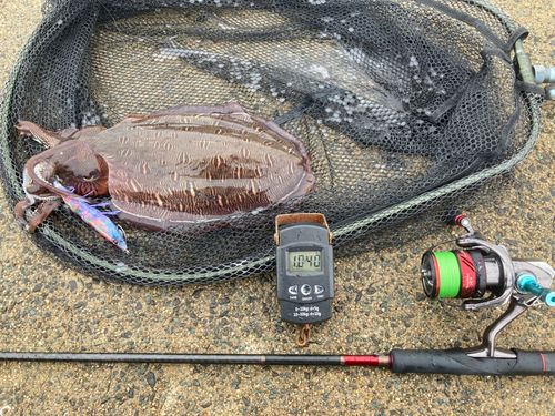 コウイカの釣果