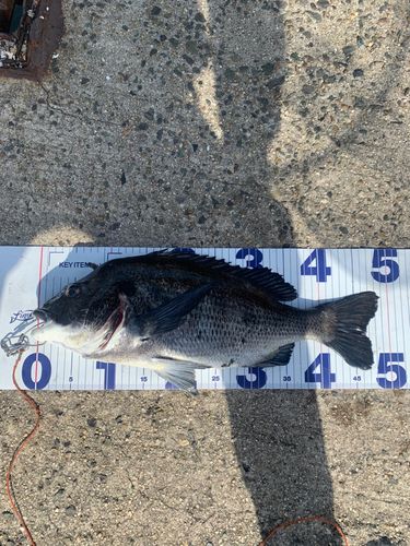 チヌの釣果