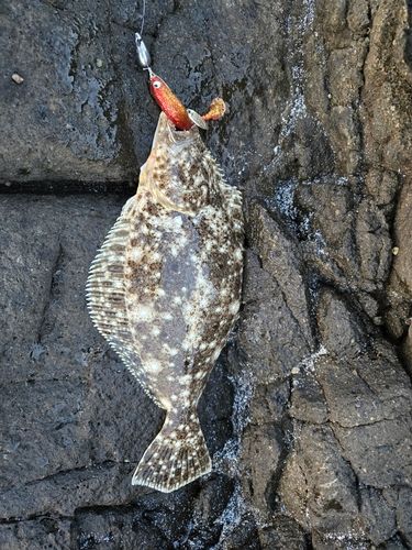 ヒラメの釣果