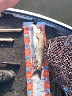 ニゴイの釣果