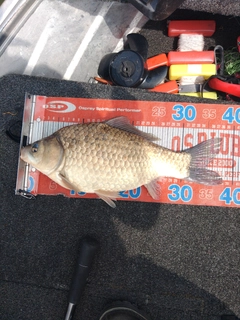 フナの釣果