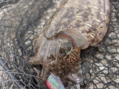 モンゴウイカの釣果