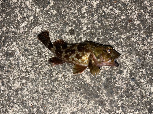 カサゴの釣果