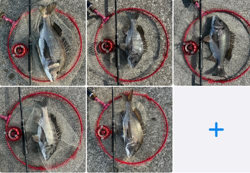 チヌの釣果