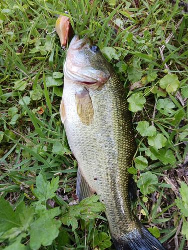 ラージマウスバスの釣果