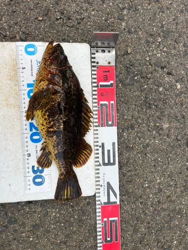 タケノコメバルの釣果