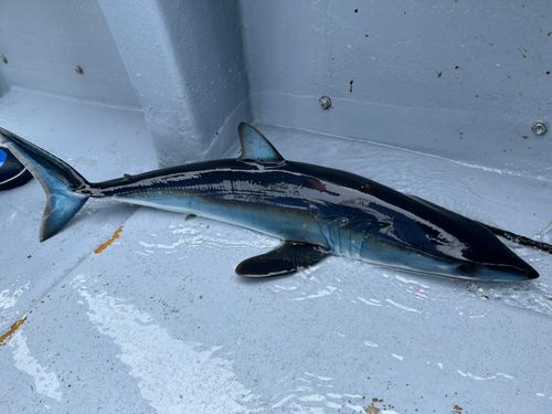 アオザメの釣果
