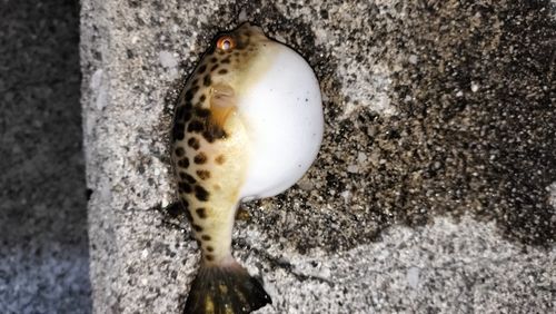 釣果