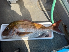 マダイの釣果