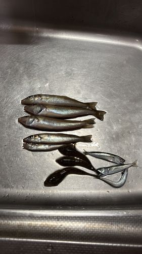 キスの釣果