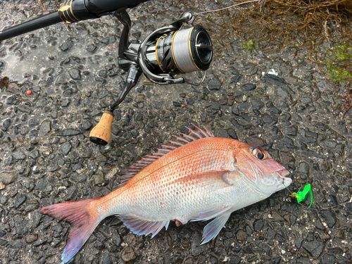 マダイの釣果