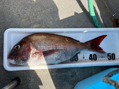 マダイの釣果