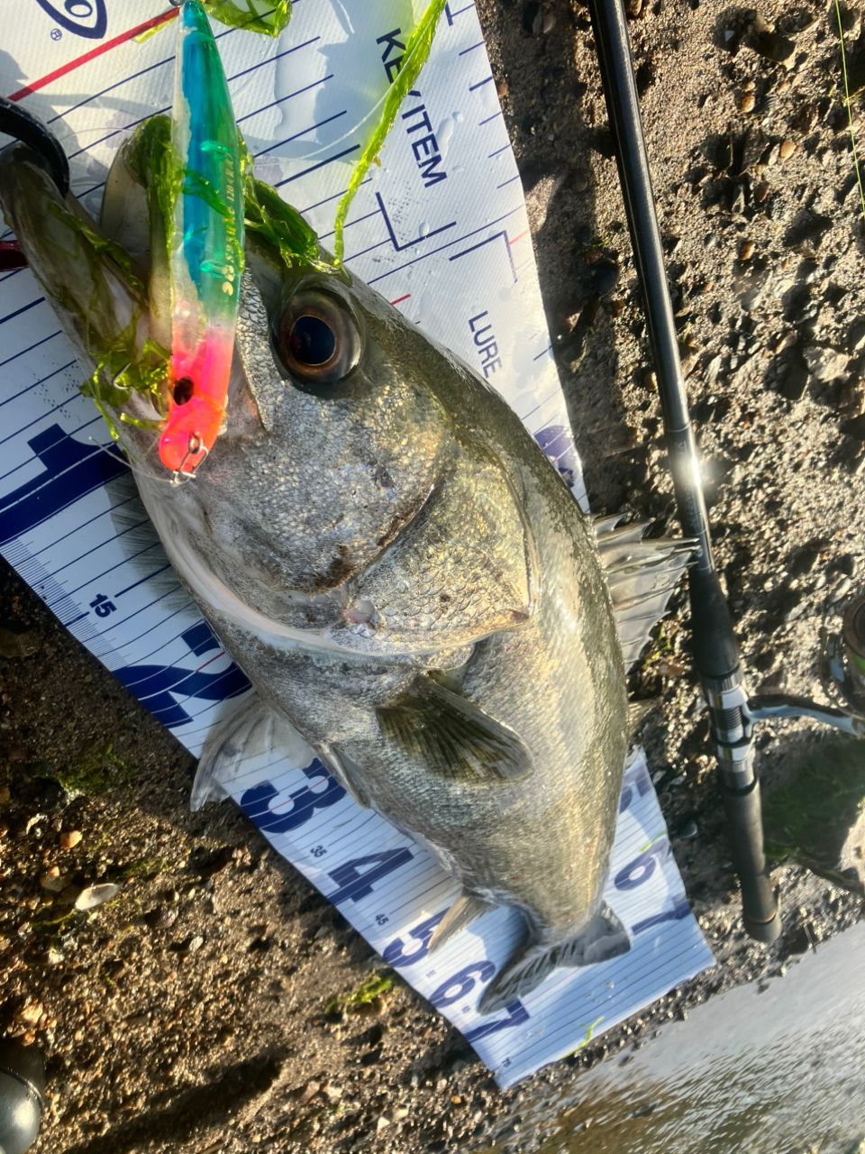 DAIWA 22イグジスト PC LT3000-XHの最安値・インプレ・釣果 | 本音の