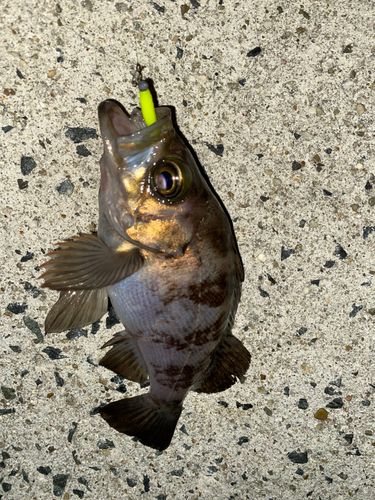 メバルの釣果