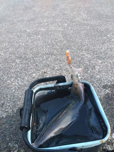 ヤリイカの釣果