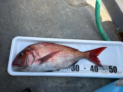 マダイの釣果