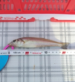 シロギスの釣果