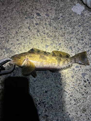 アイナメの釣果