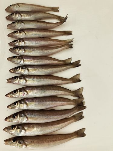 キスの釣果