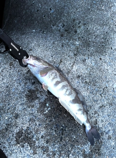 ホッケの釣果