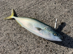 ワカシの釣果