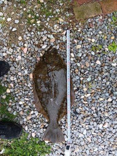 ヒラメの釣果