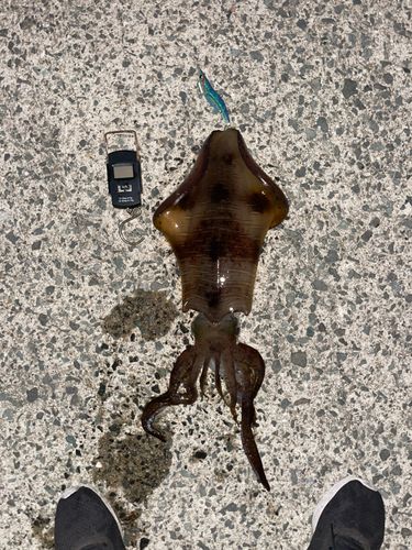 アオリイカの釣果