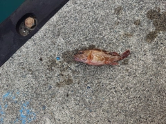 カサゴの釣果