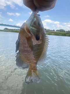ブルーギルの釣果