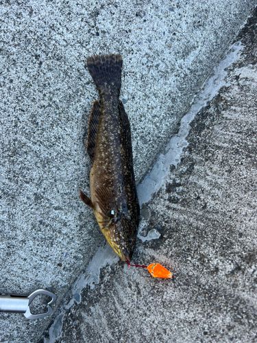 アイナメの釣果