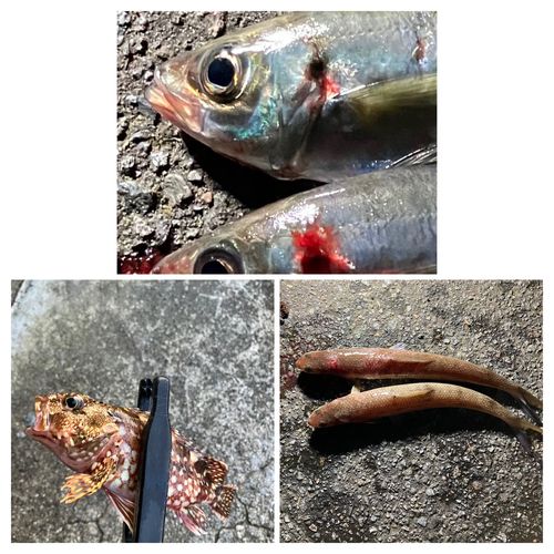アジの釣果