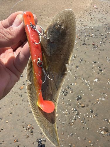 ウシノシタの釣果