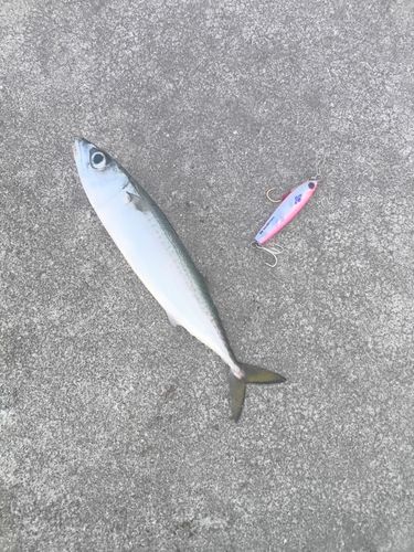 サバの釣果