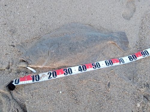 ヒラメの釣果