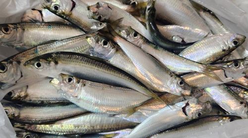 ママカリの釣果