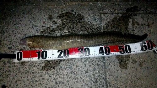 ウツボの釣果